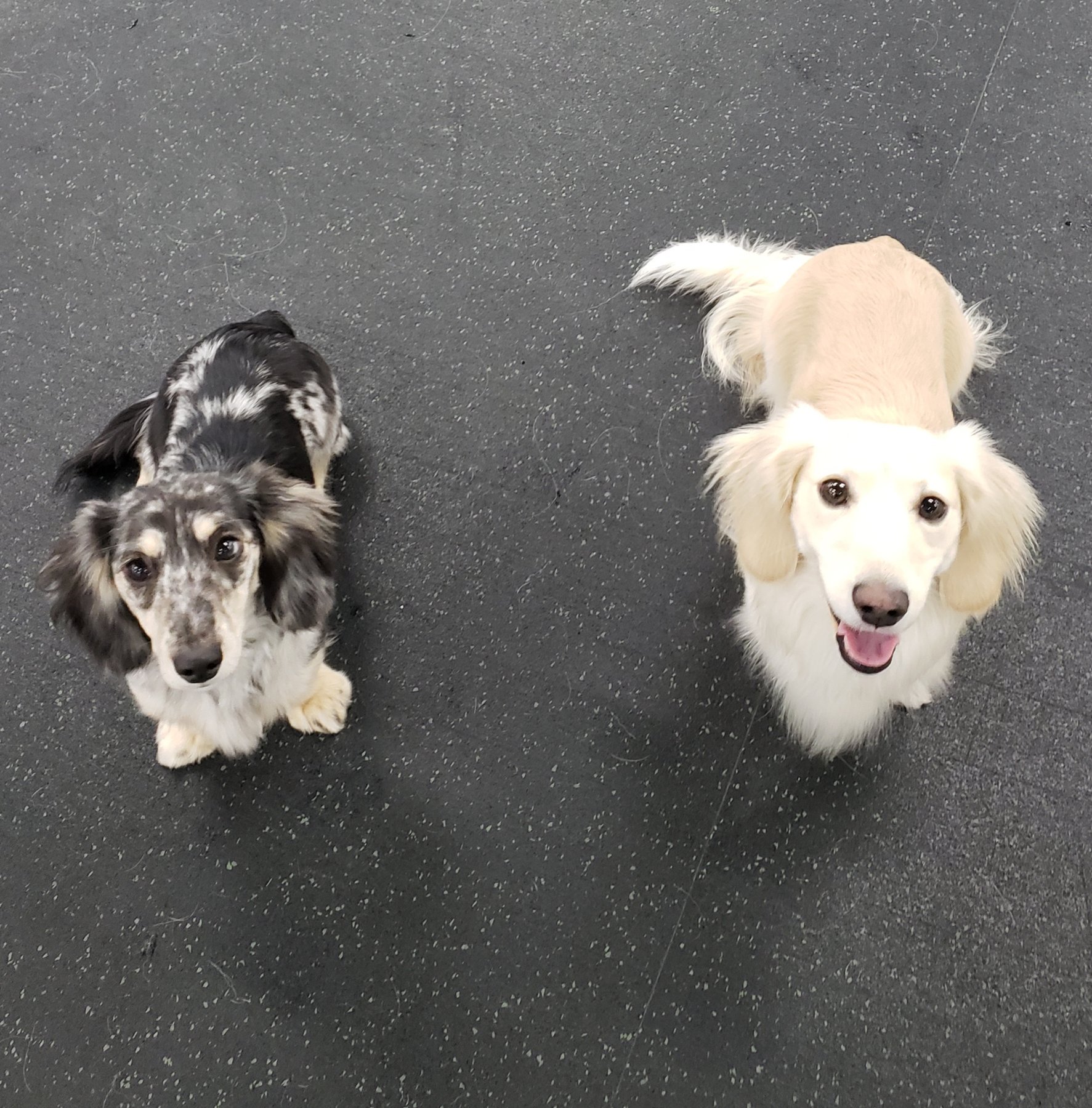 Dog Training by Valerie