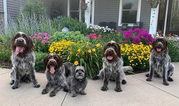 Edgewood North Kennels