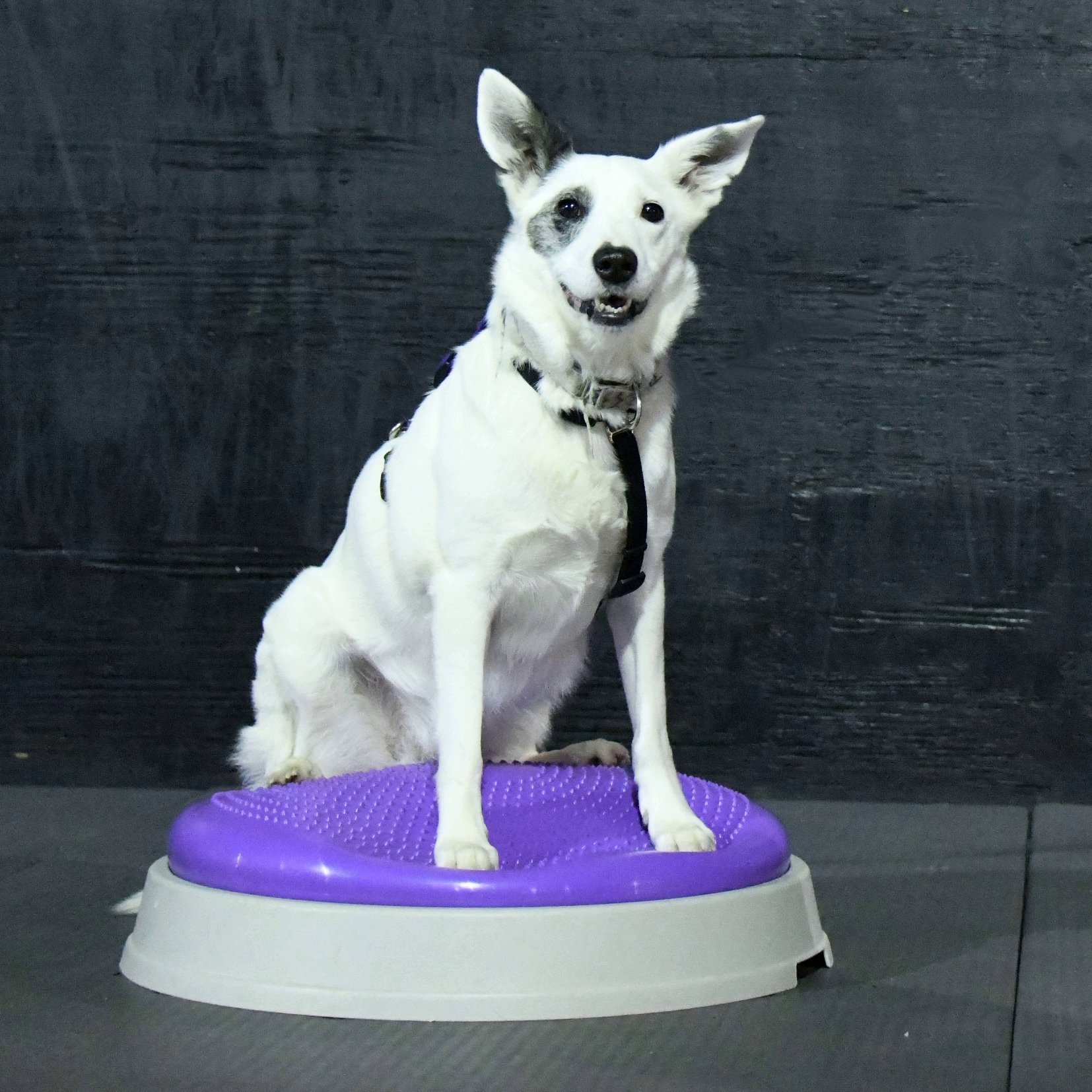 Endless Pawsabilities, LLC