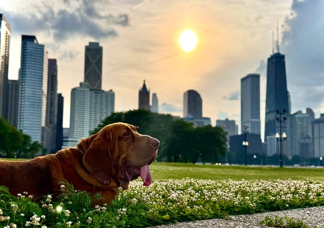 Evolution Dog Training Chicago (EDTC)
