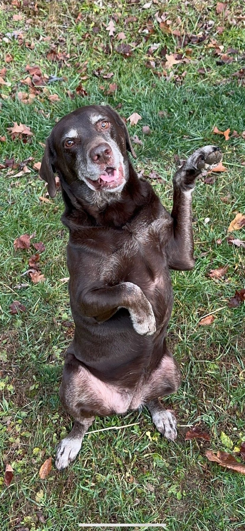 Four Leggs Pawsitive Training — dog trainer in Morgantown, WV