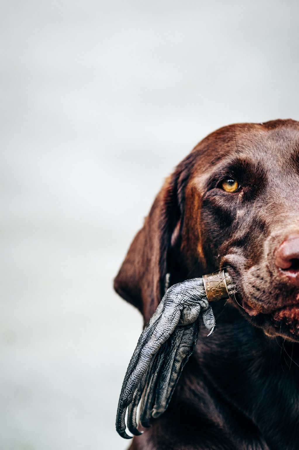 Fowl retrievers