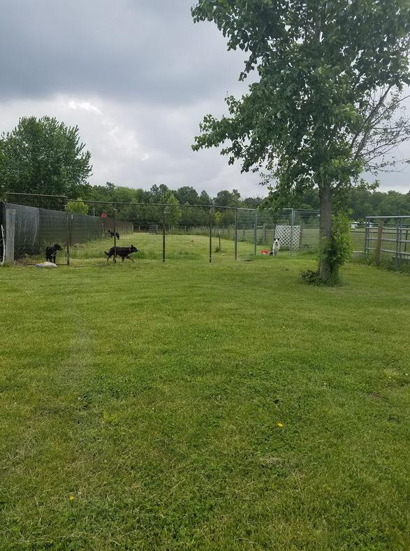 Fun Animal Sport Training and Boarding