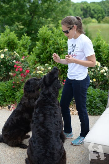 Furever K9, LLC — dog trainer in Leesburg, VA