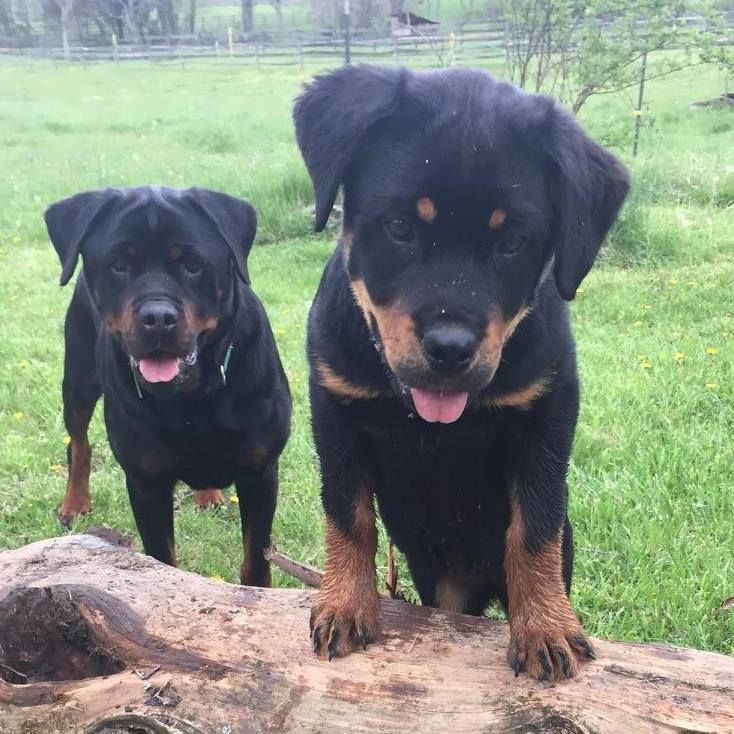 Gray Kennels