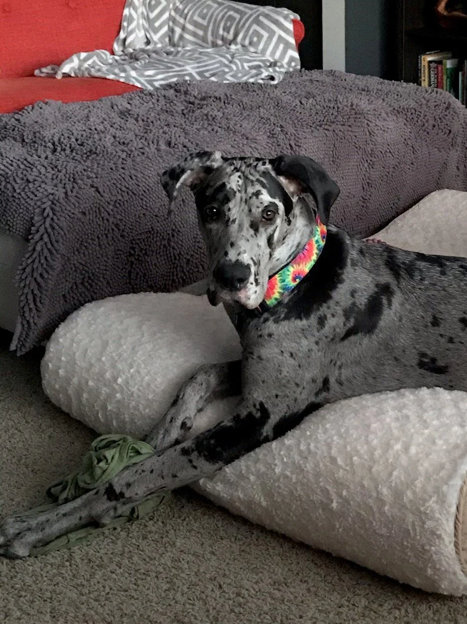 Heather Mayo, In-Home Dog Training & Grooming