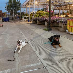 Ideal Companion Dog Training LLC