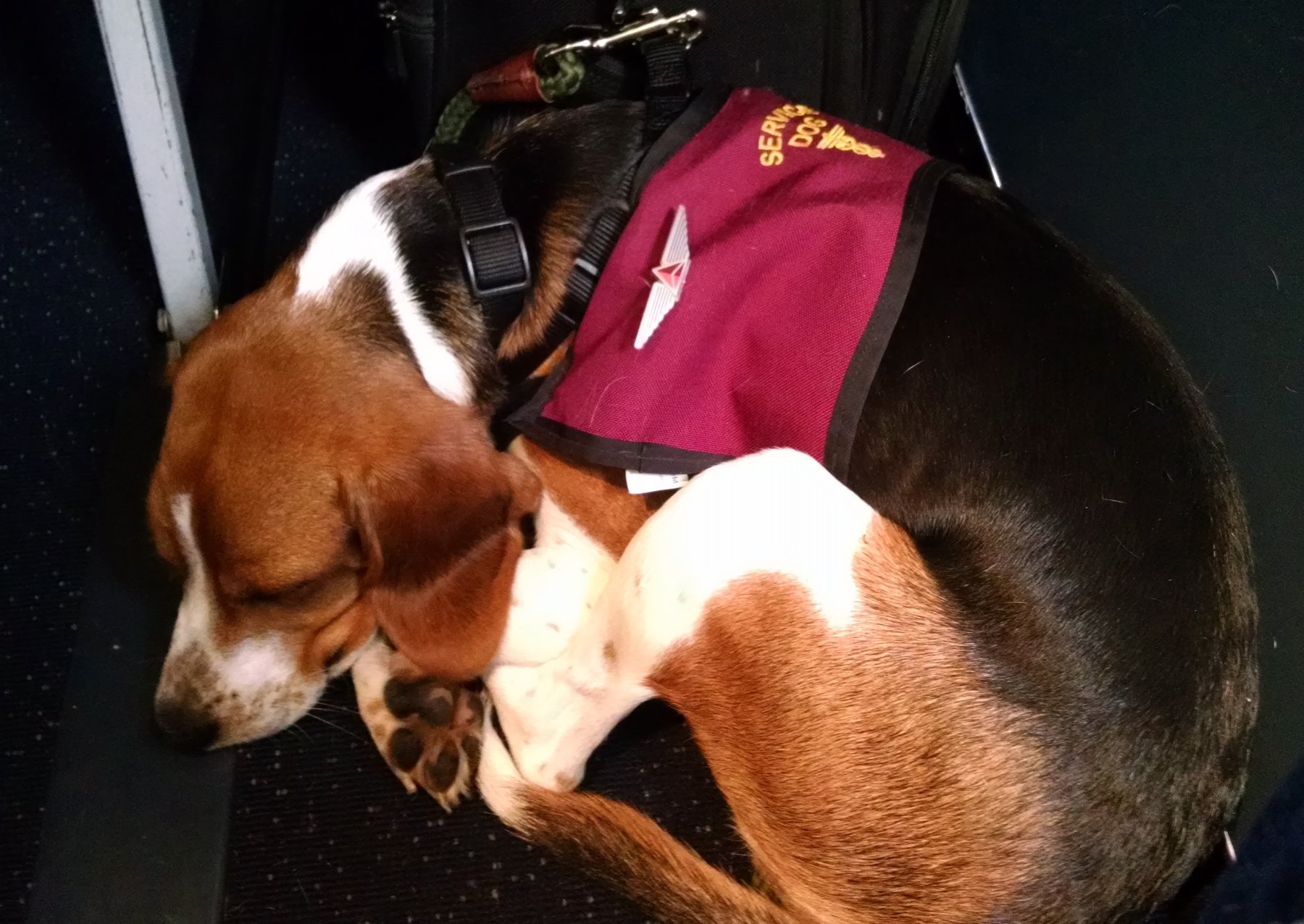 Jf Service Dog Training