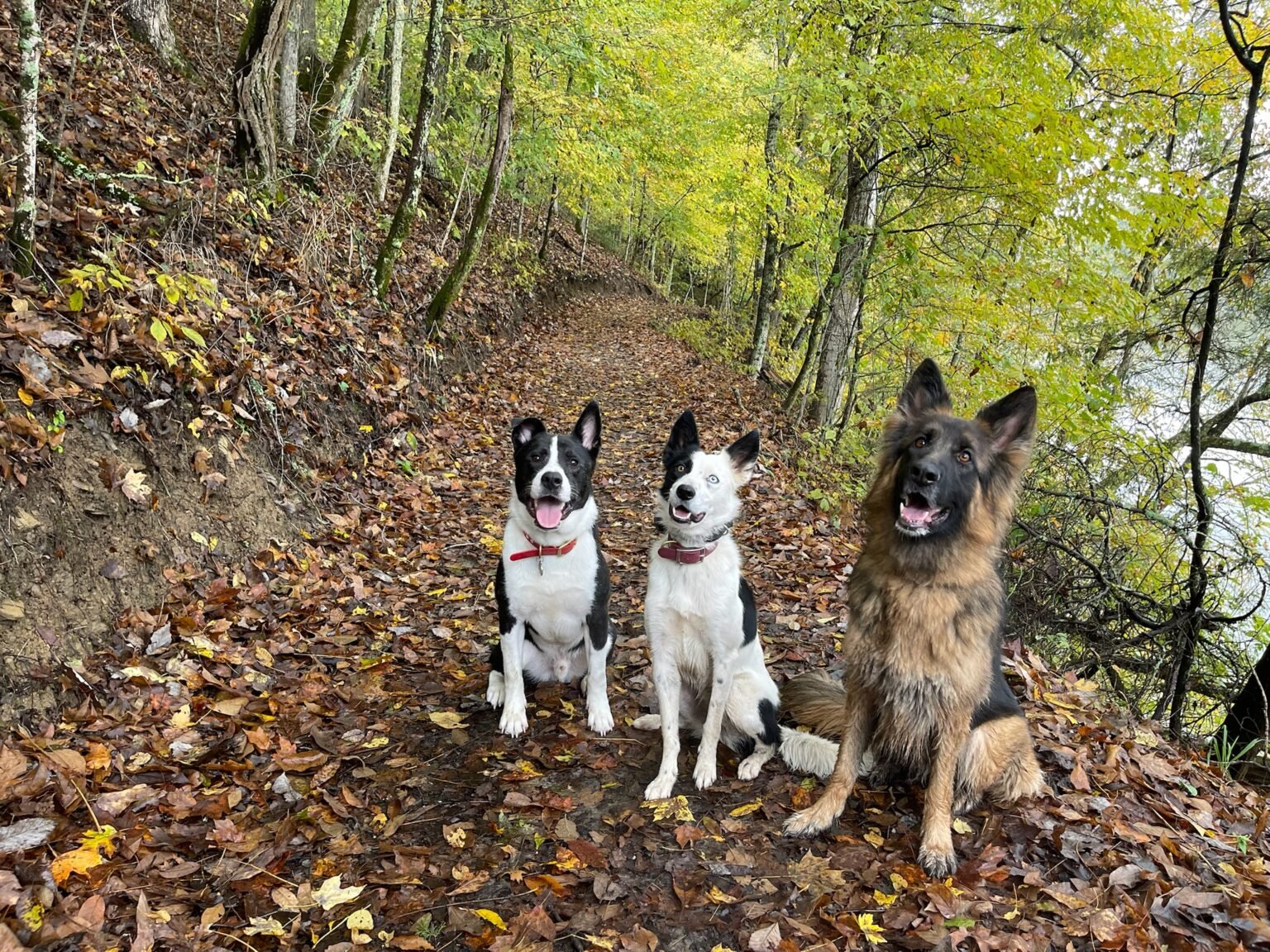 Kingsbury Canines
