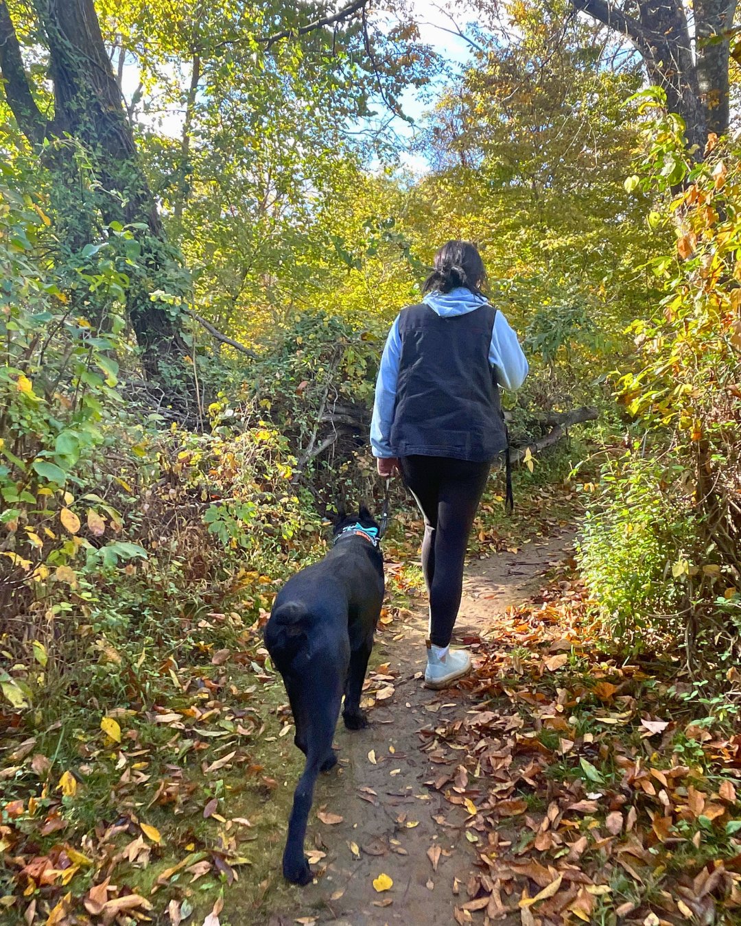 Loudoun K9 — dog trainer in Leesburg, VA