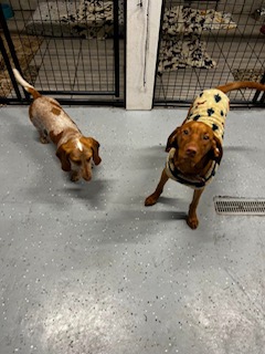 Mayfield Mountain Kennels — dog trainer in Morgantown, WV