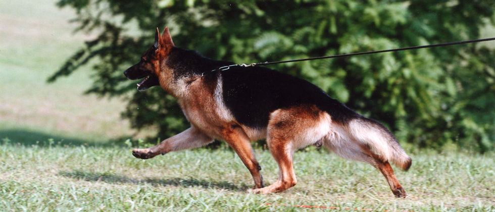Metropolitan Executive Dogs — dog trainer in Martinsburg, WV