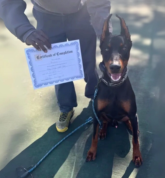 MKE Puppy Pal LLC