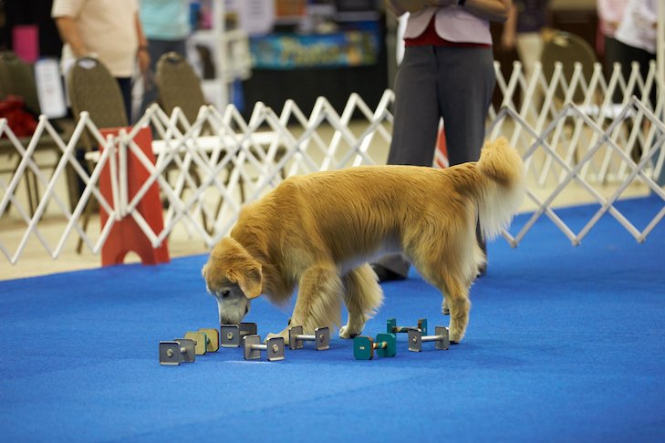Mount Vernon Dog Training Club