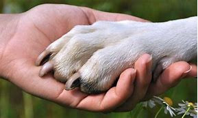 Pawsitive Dog LLC