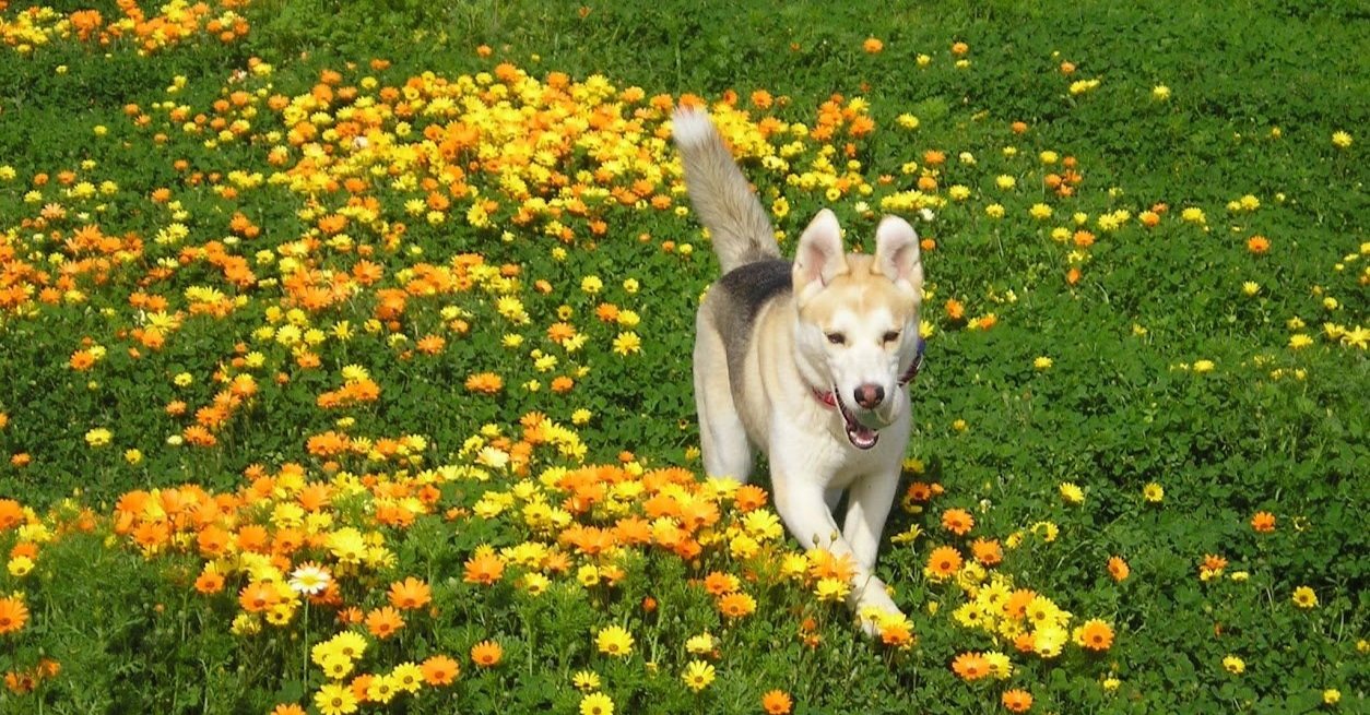 PAWSitive Experience Training