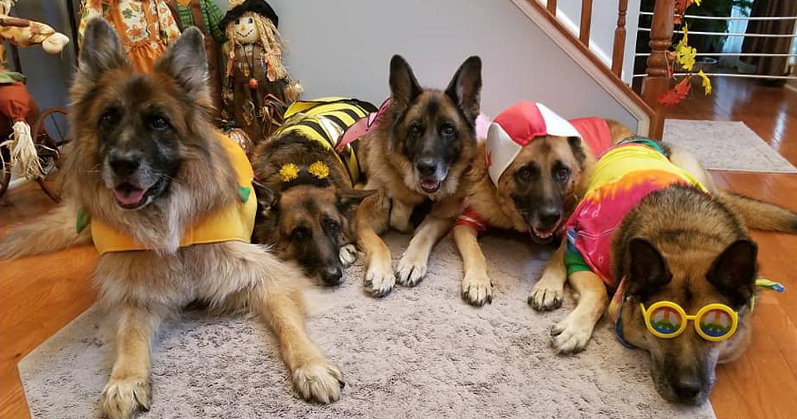 Pawsome Pups Dog Training — dog trainer in Leesburg, VA