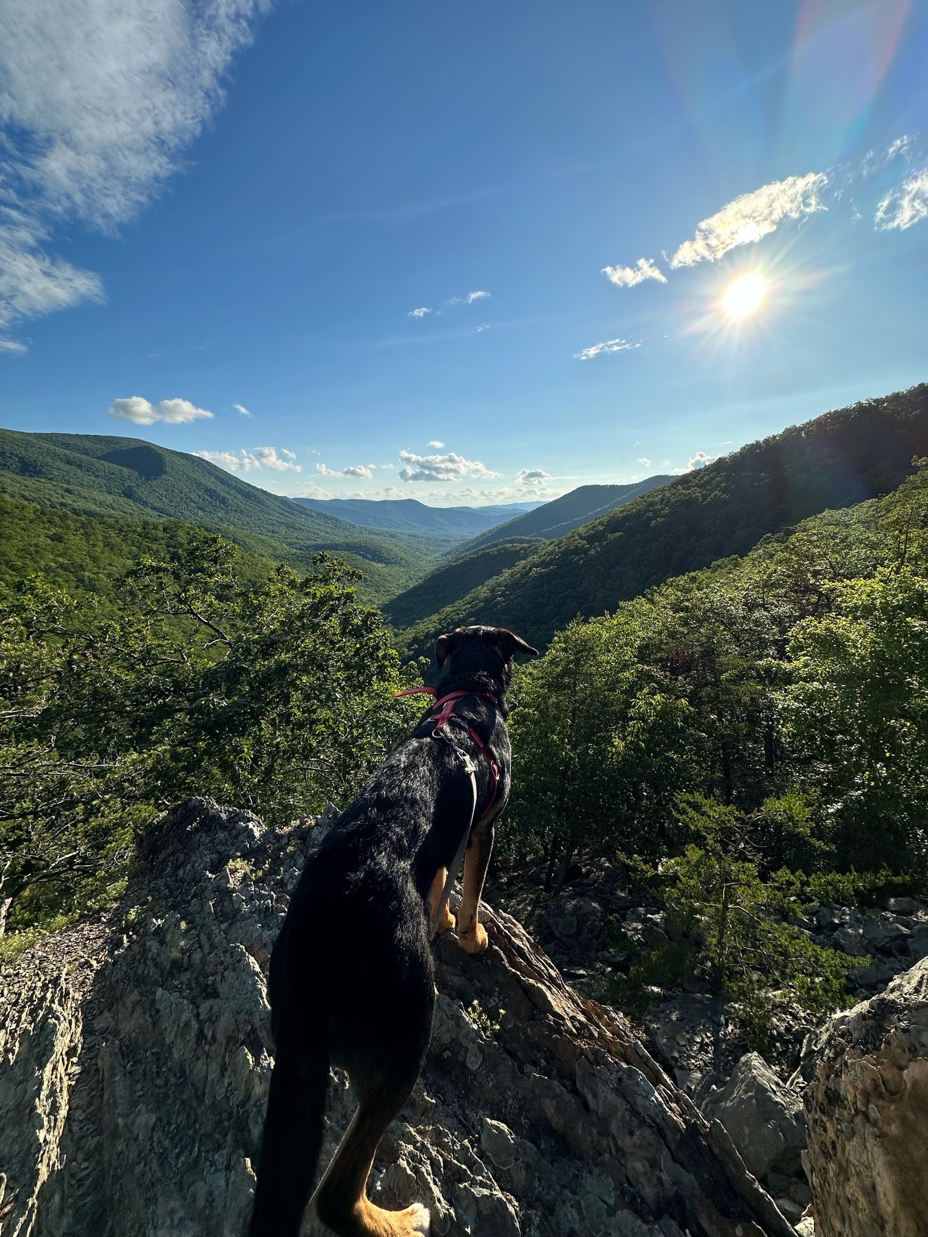 Peak Condition Dog Training