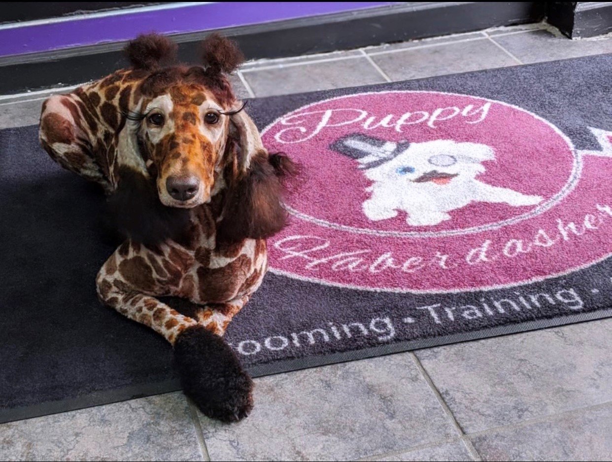 Puppy Haberdashery