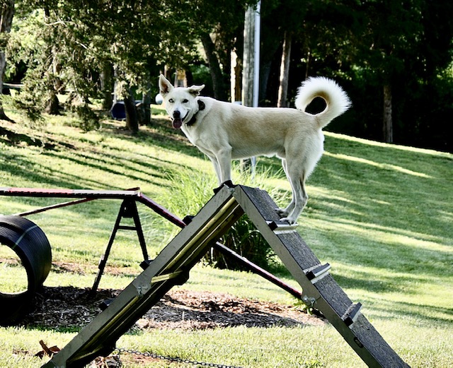 Respect On Both Ends — dog trainer in Leesburg, VA