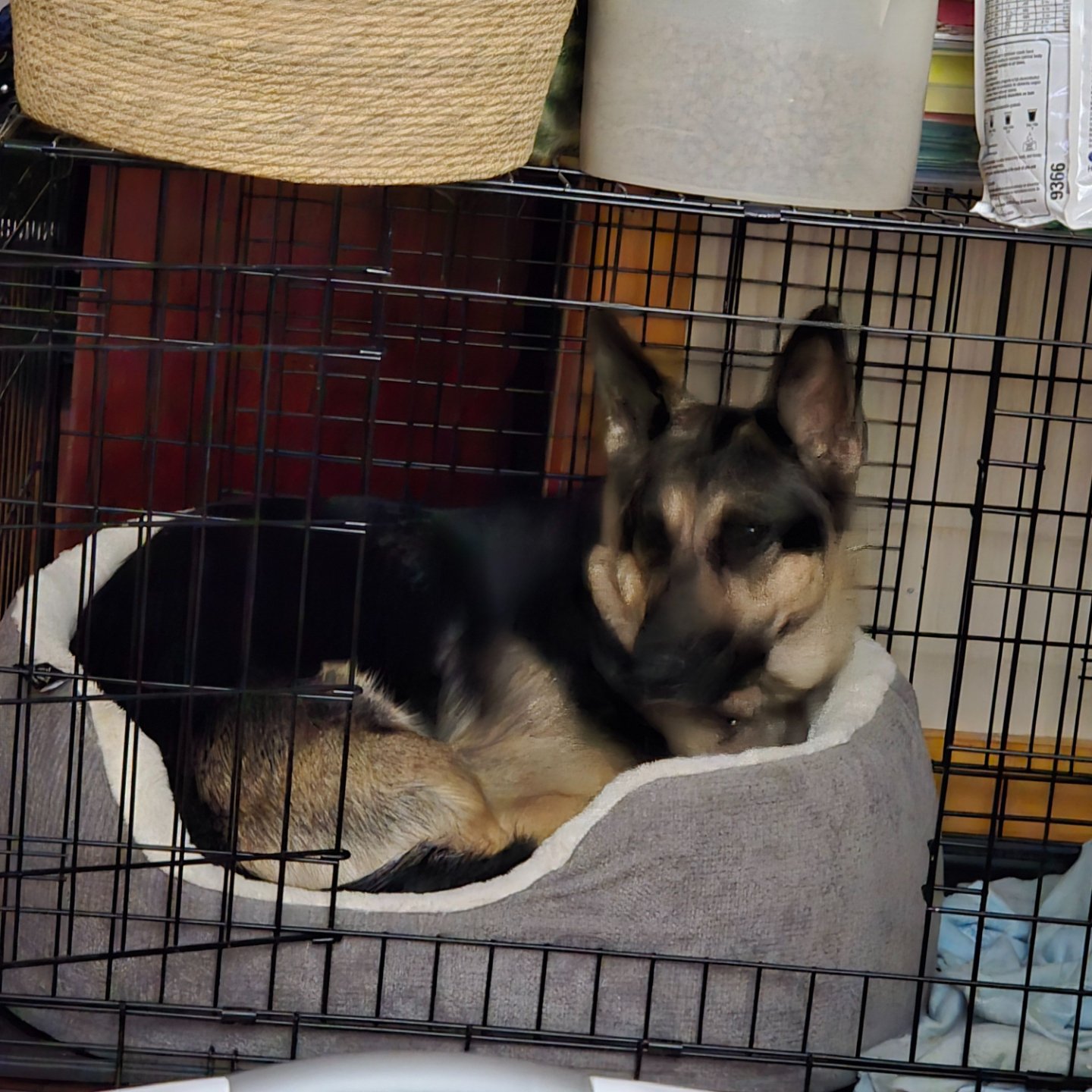 Ruff Start Dog Training — dog trainer in Clarksburg, WV