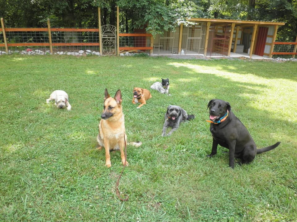 sandy dog training wartrace