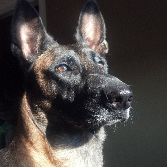SHENANDOAH K9