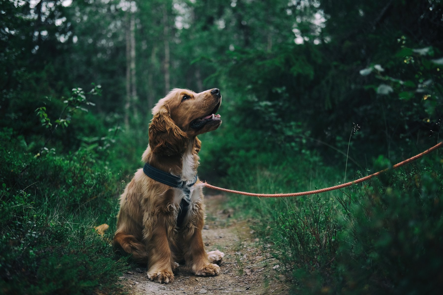SideKick Dog Training