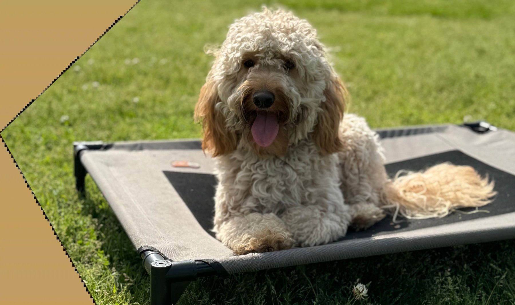 Southeast Off Leash LLC — dog trainer in Chattanooga, TN