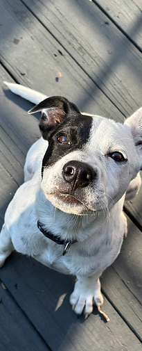 Southern Canine Dog Training — dog trainer in Columbia, TN