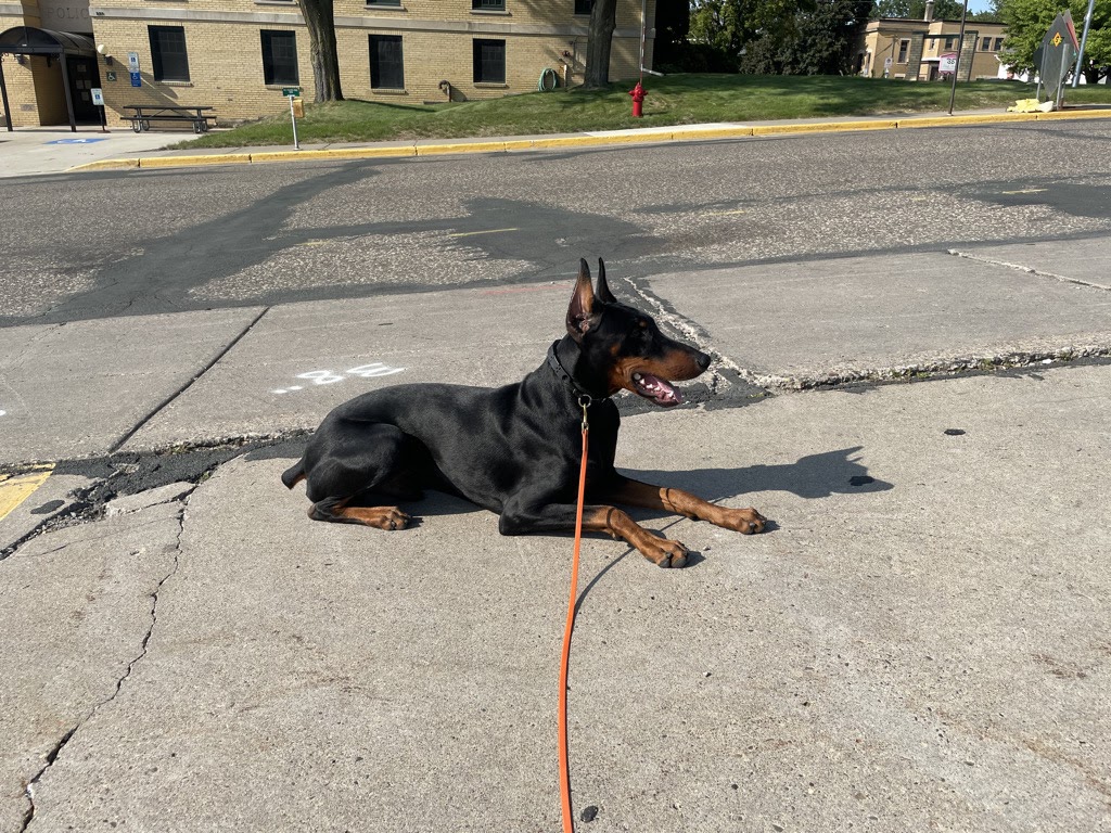 Stable K9 Training — dog trainer in St. Croix Valley, WI