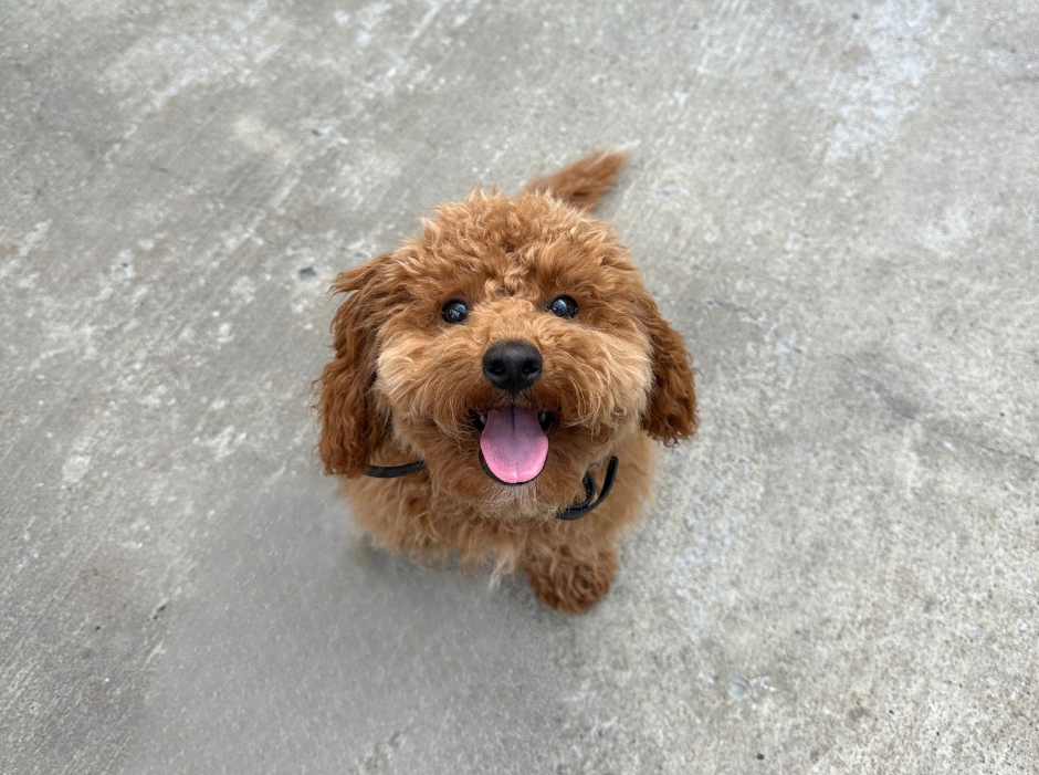 Talking Tails Dog Training