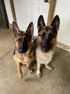 The Clever Canine LLC — dog trainer in Morgantown, WV