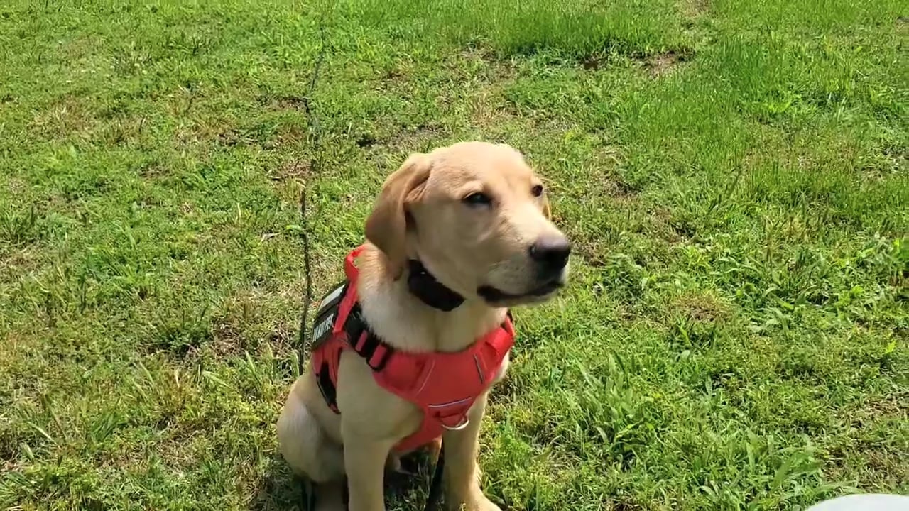 Thomas Trevathan DBA Dog Trainer