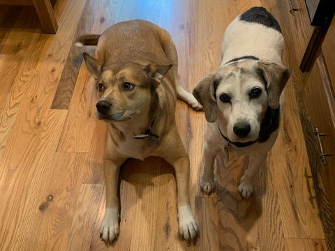 Majorly Trained Dogs