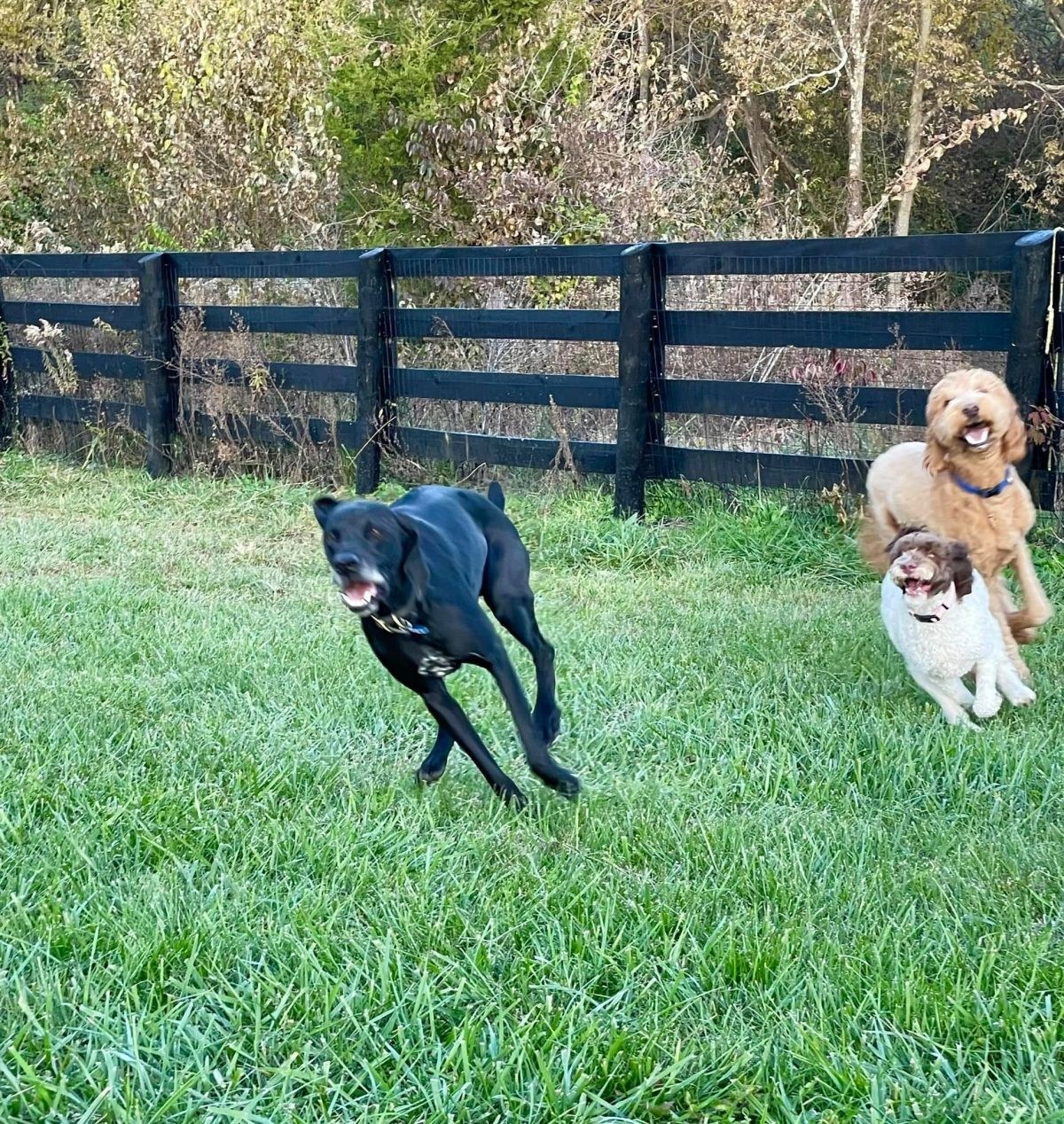 Twin Lakes Kennel, LLC
