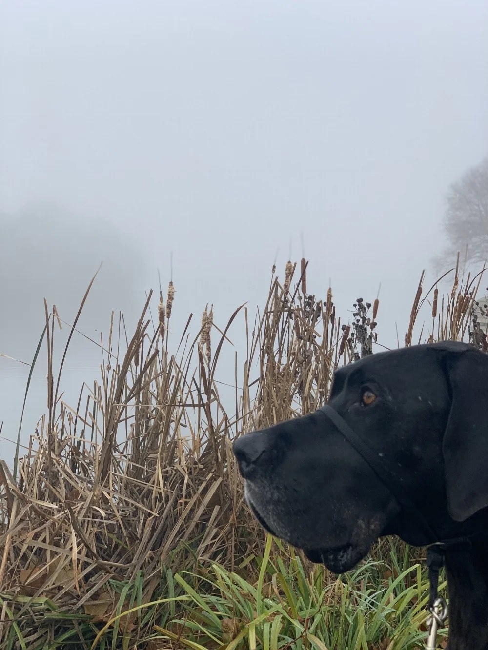 Sit, Stay, Play
