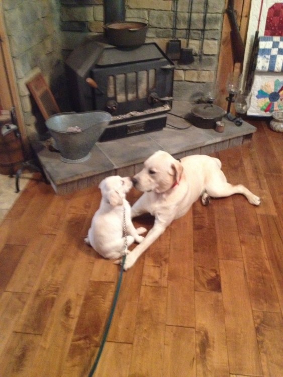 A & K Kennels