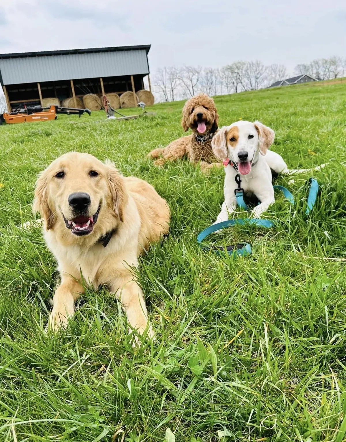 Charry’s Premier K-9 Training