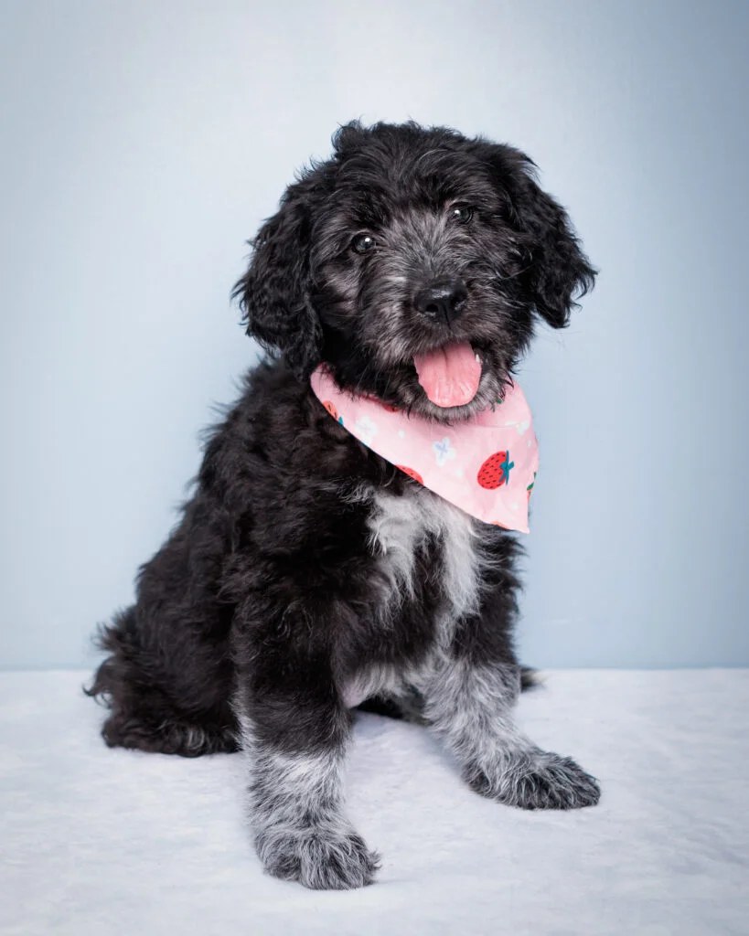 Kentucky Humane Society
