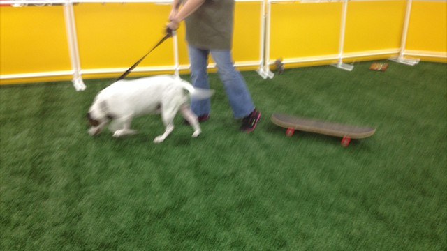 Competitive Edge Agility & Dog Sports