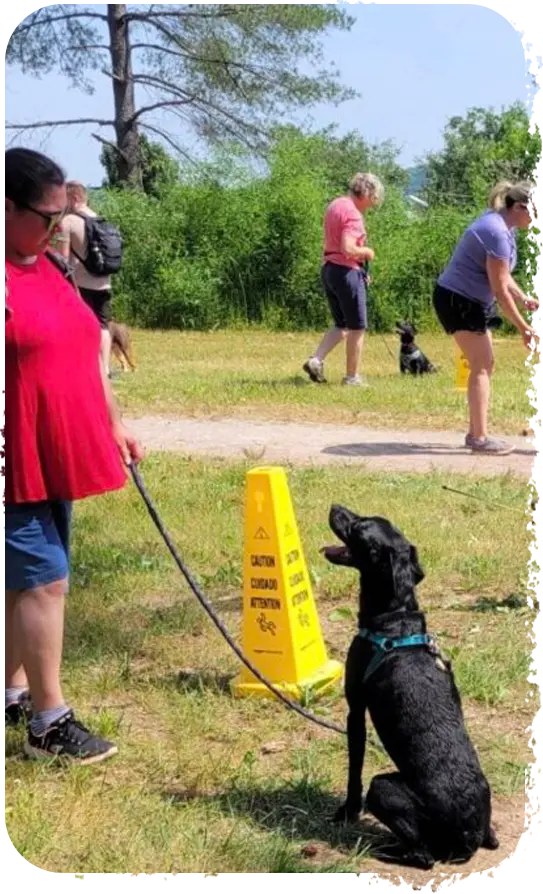 Dog Training Camp USA