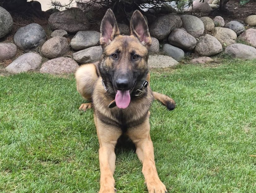 Ultimate K9