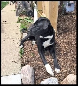 Upward Hound Dog Training — dog trainer in St. Croix Valley, WI