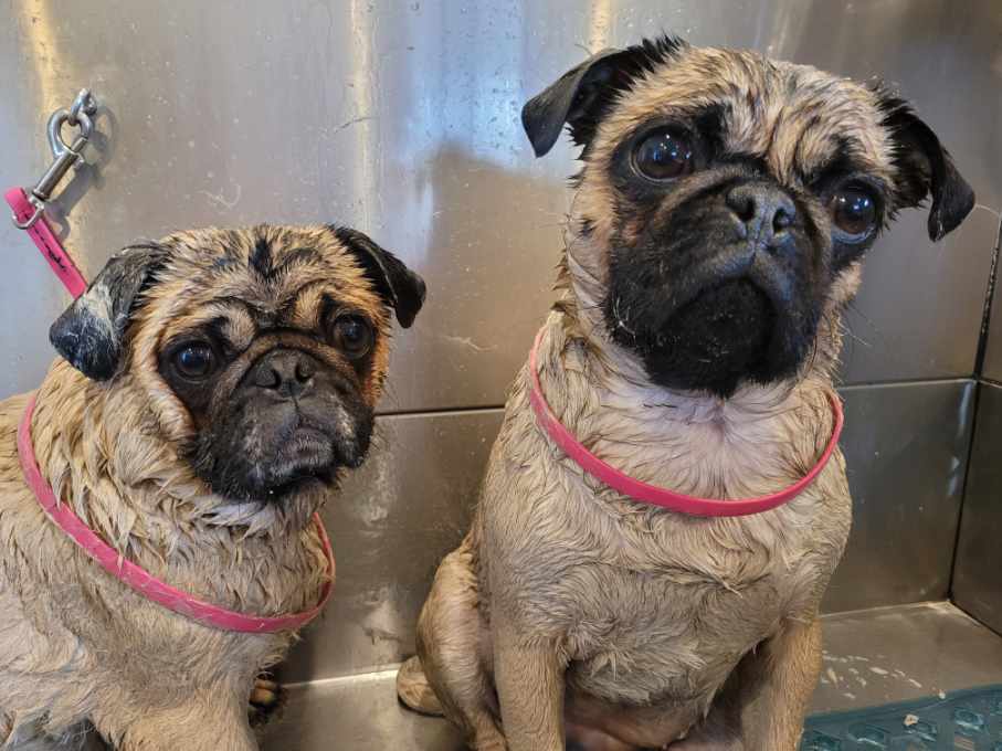 Wagging Tail Resort