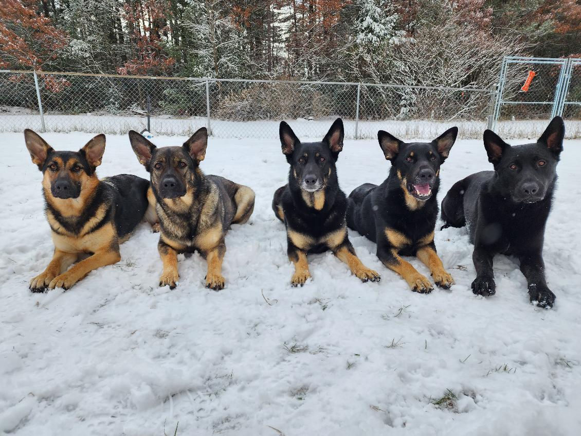 Waldrand Kennel LLC
