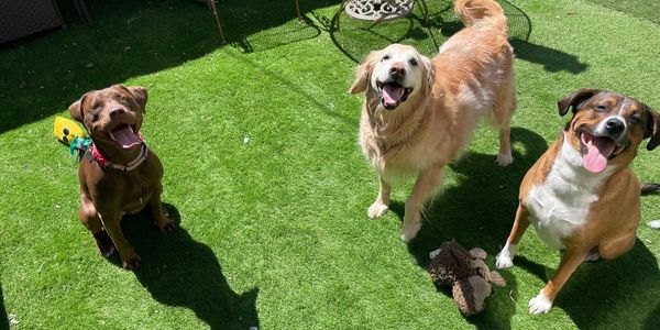 Walk The Dog Training