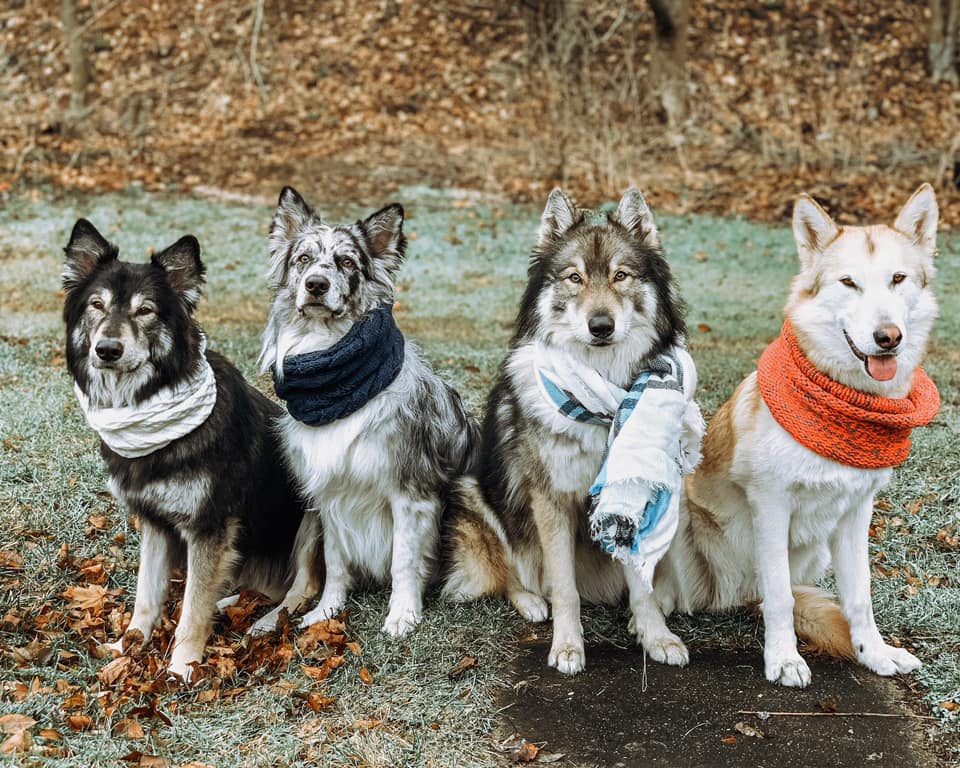 Willis Wolfpack Dog Training