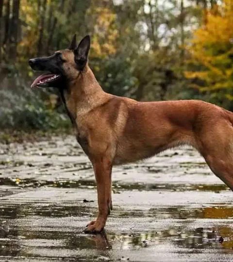 Wolfsbane K9