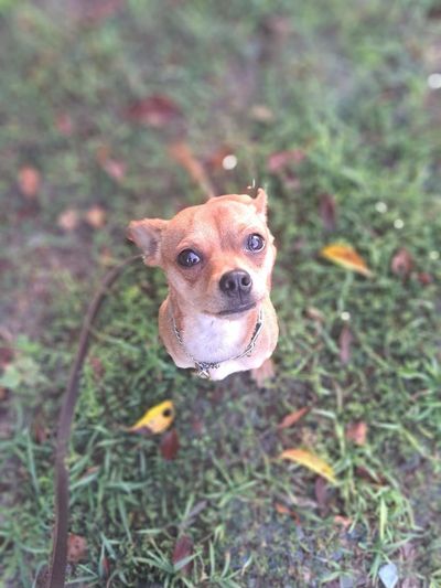 Z’s K9 Solutions